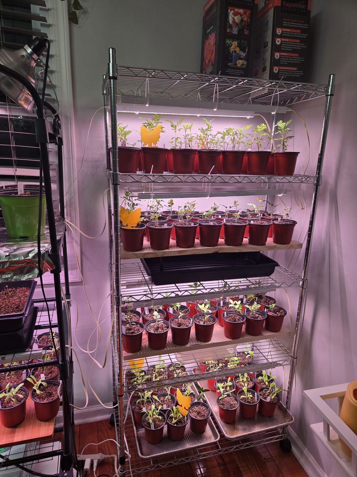 Shelves of growing plants