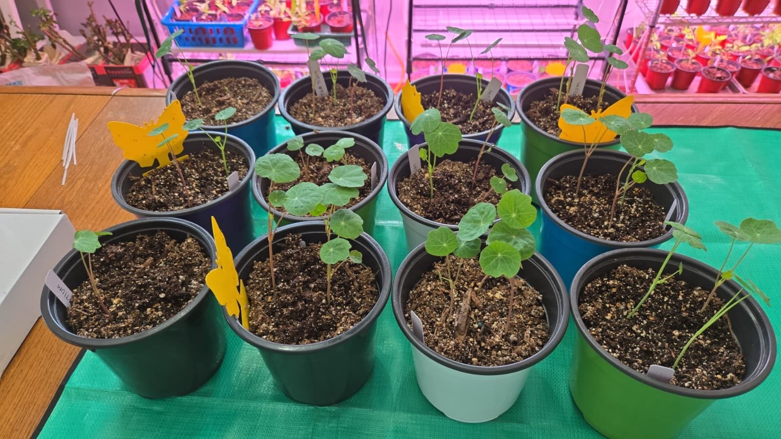 Transplanted pots