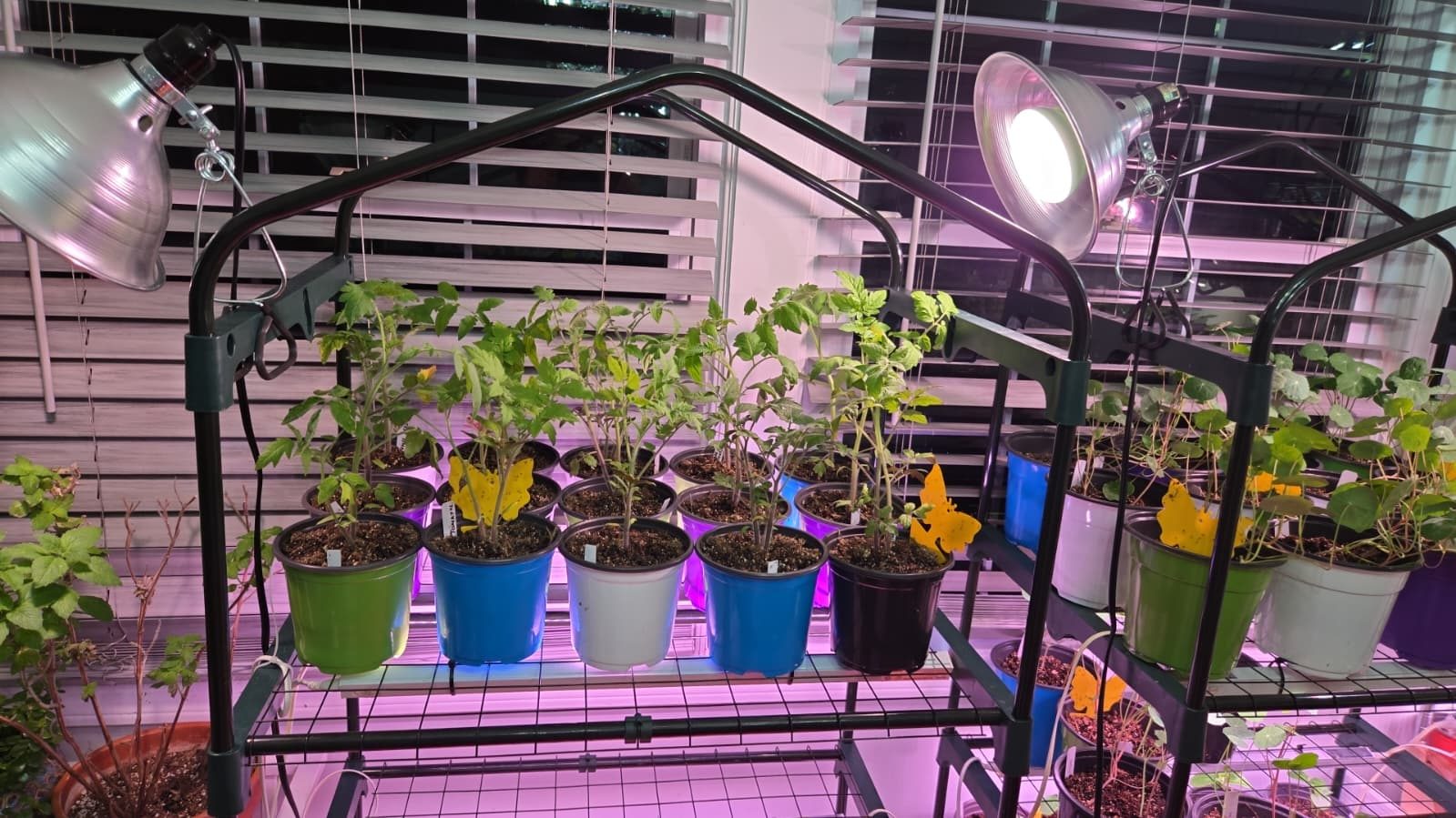 Mature plants ready for the gathering